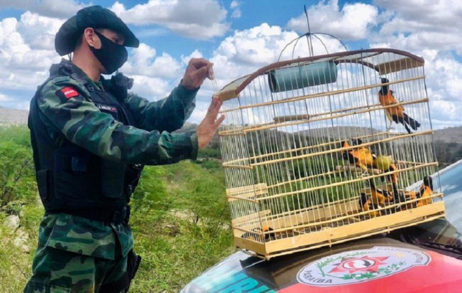 Caçadores são presos por tráfico de animais silvestres na Paraíba