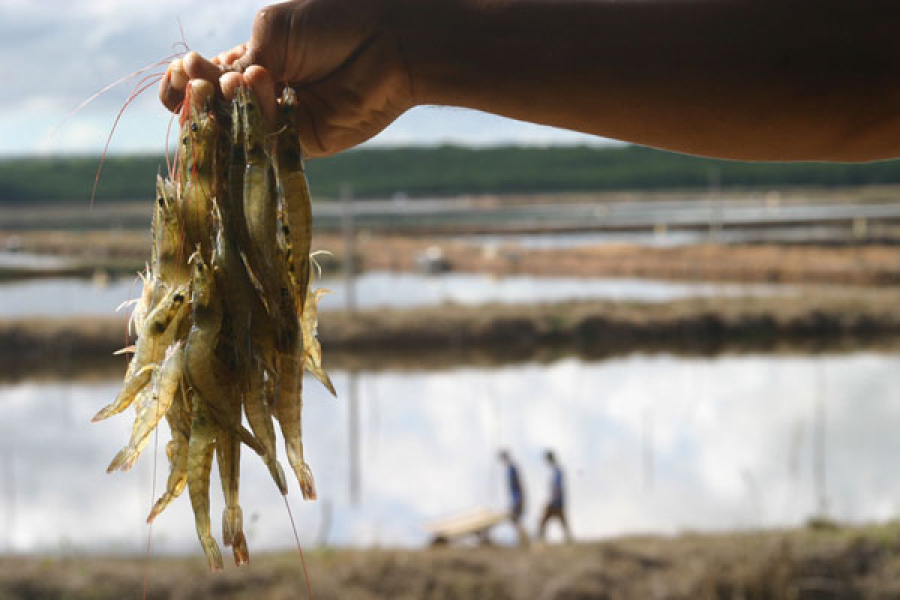 Produção de camarão alcança R$166,6 milhões na Paraíba e garante sustento para pequenos produtores