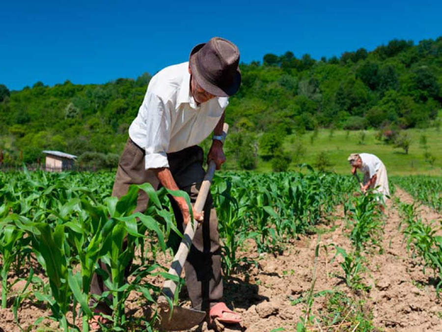 BNB terá um total de R$ 21,8 bilhões para aplicar em agricultura na PB