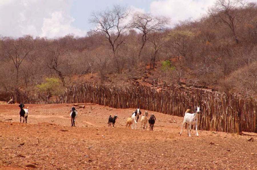 Consórcio Nordeste cria comitê para monitorar emergências climáticas